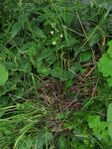 棋盘花 Anticlea sibirica (刘冰摄)，更多信息详见棋盘花属