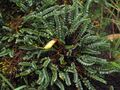 Chesneya polystichoides 01.jpg