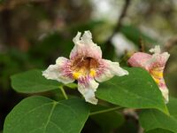 楸 Catalpa bungei (刘冰摄)，更多信息和图片详见梓属