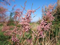 甘蒙柽柳 Tamarix austromongolica (刘冰摄)